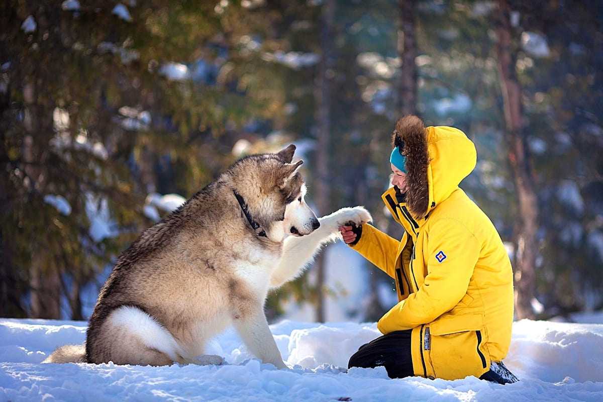 Женская парка Active Winter Expedition снова в продаже